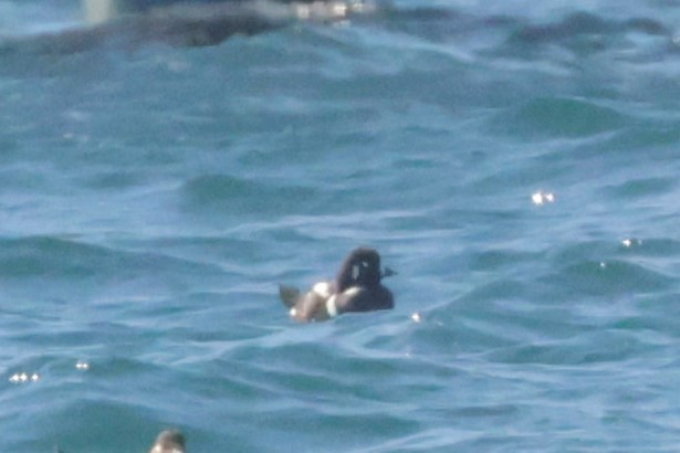 Хотгуужин чөрх - ML646695124