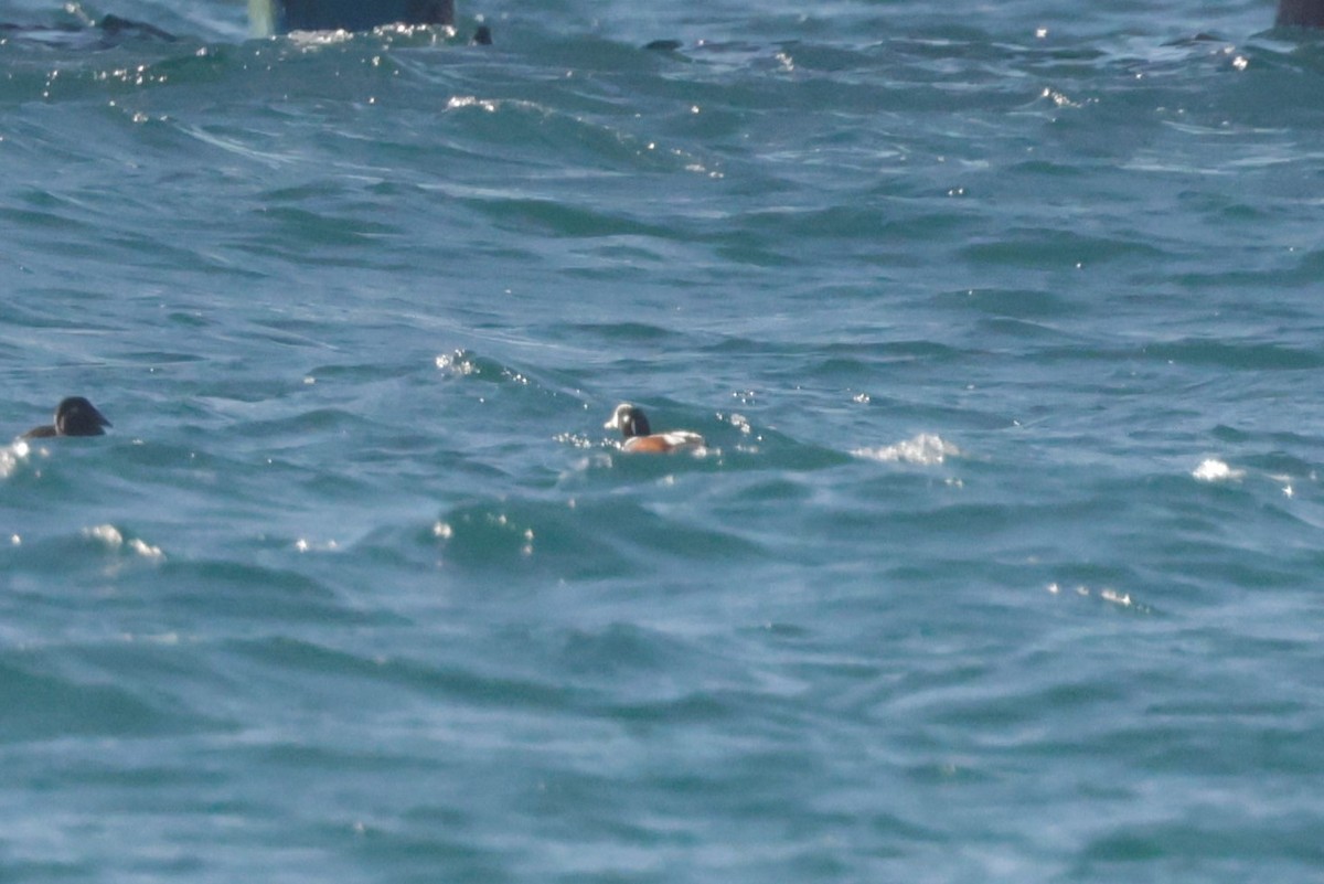 Хотгуужин чөрх - ML646695125