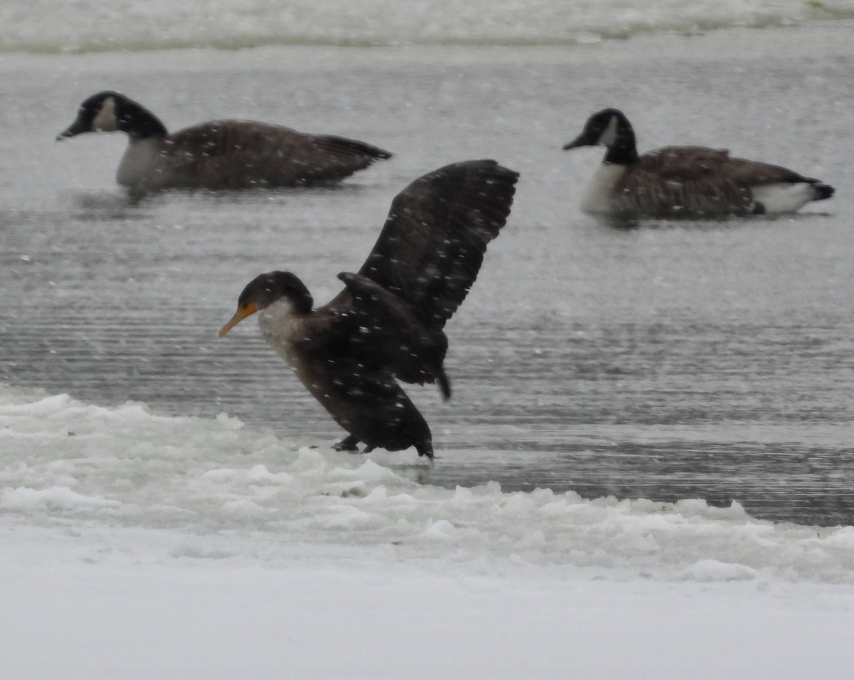 Cormorán Orejudo - ML646695128
