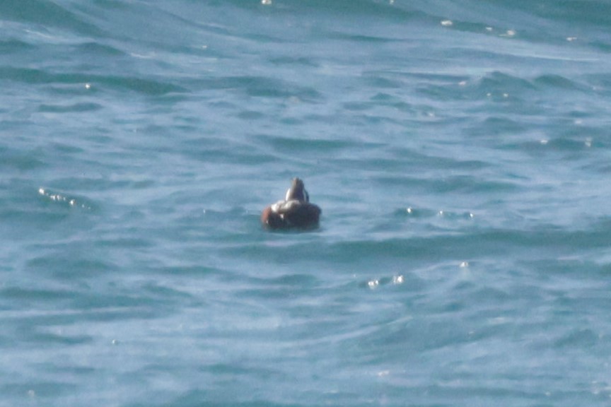 Хотгуужин чөрх - ML646695130