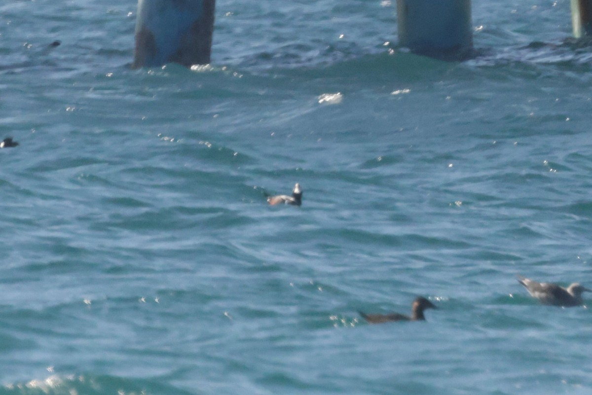 Хотгуужин чөрх - ML646695131