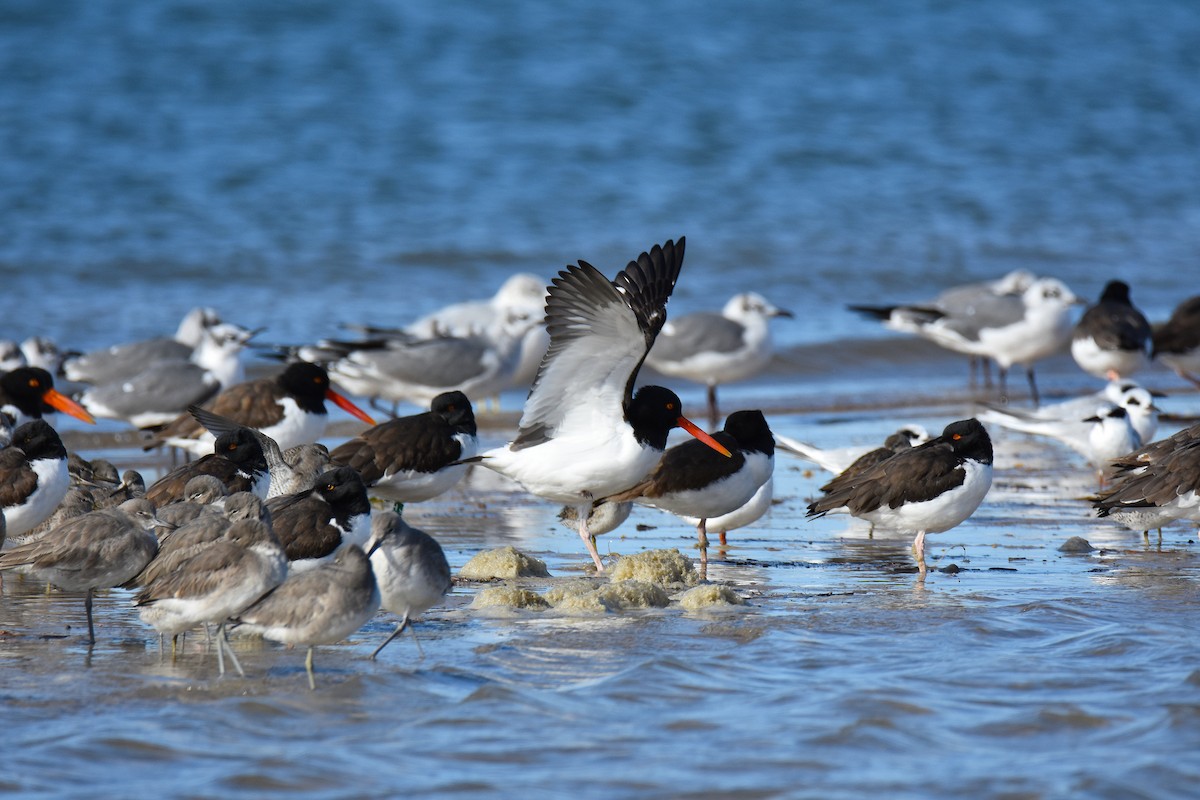 Американский кулик-сорока - ML646695135