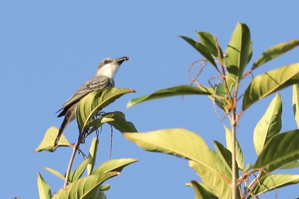 Gray Kingbird - ML646695140