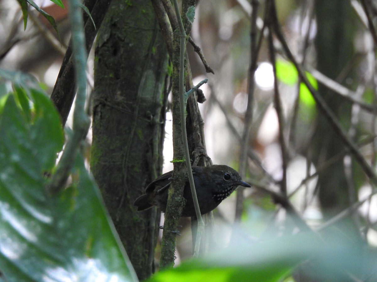 Star-throated Antwren - ML646695141