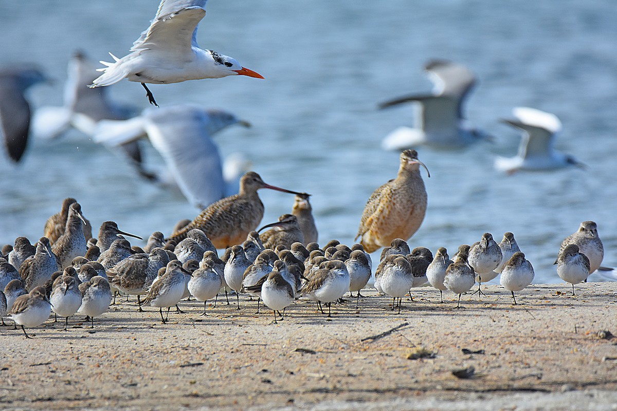Hudsonian Whimbrel - ML646695145