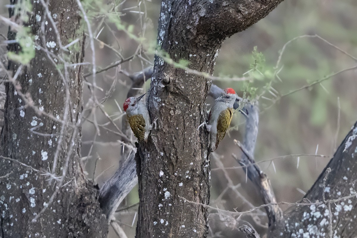 Mountain Gray Woodpecker - ML646695146