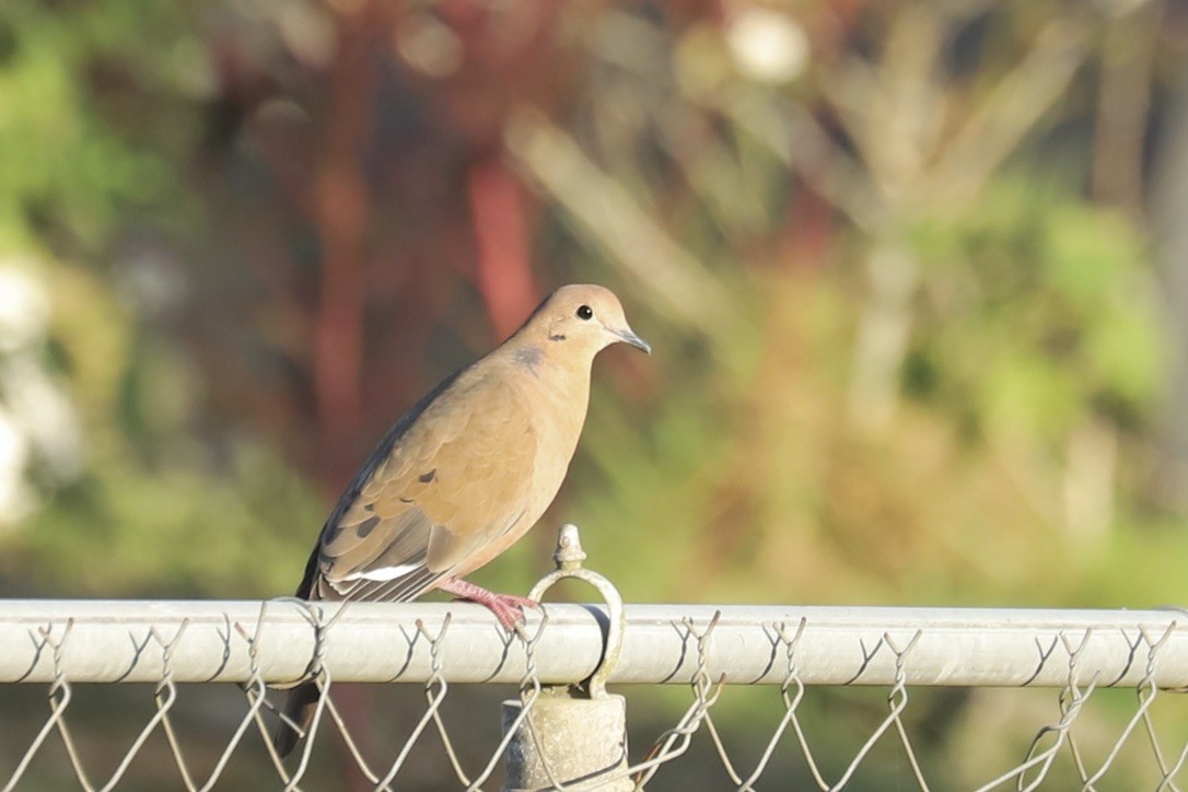 Zenaida Dove - ML646695150