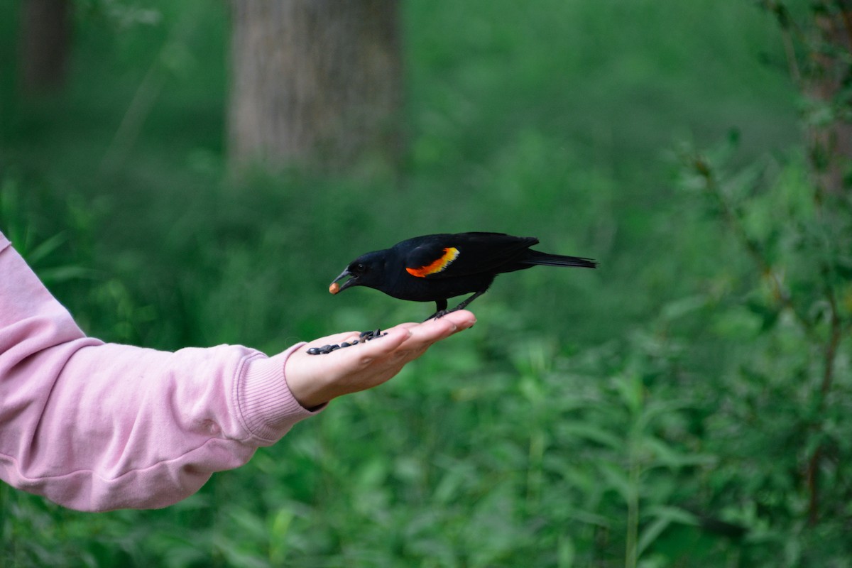 Red-winged Blackbird - ML646695151