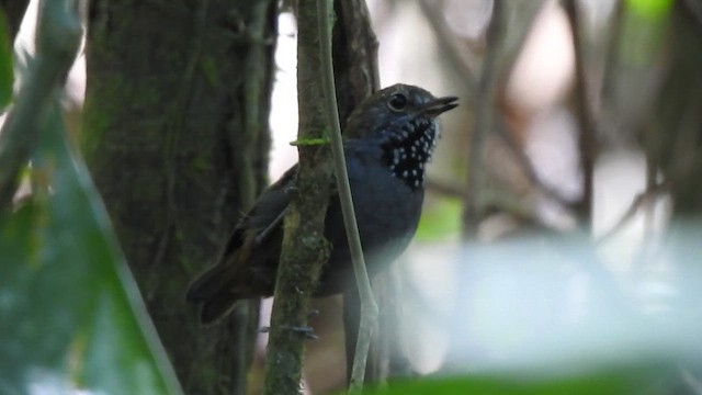 Star-throated Antwren - ML646695152