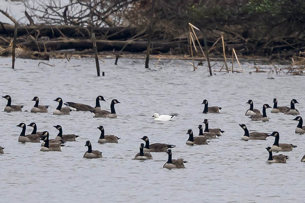 eskimogås - ML646695153