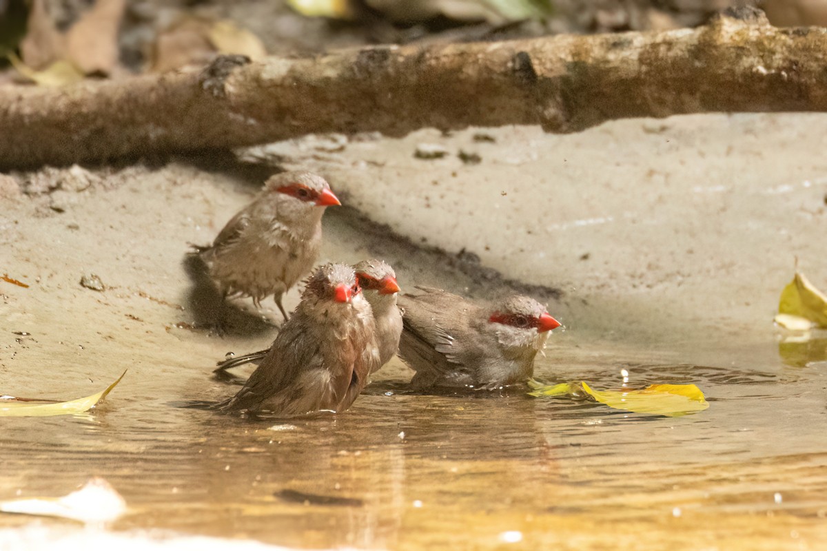 Black-rumped Waxbill - ML646695155