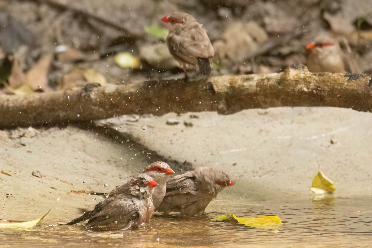 Black-rumped Waxbill - ML646695156