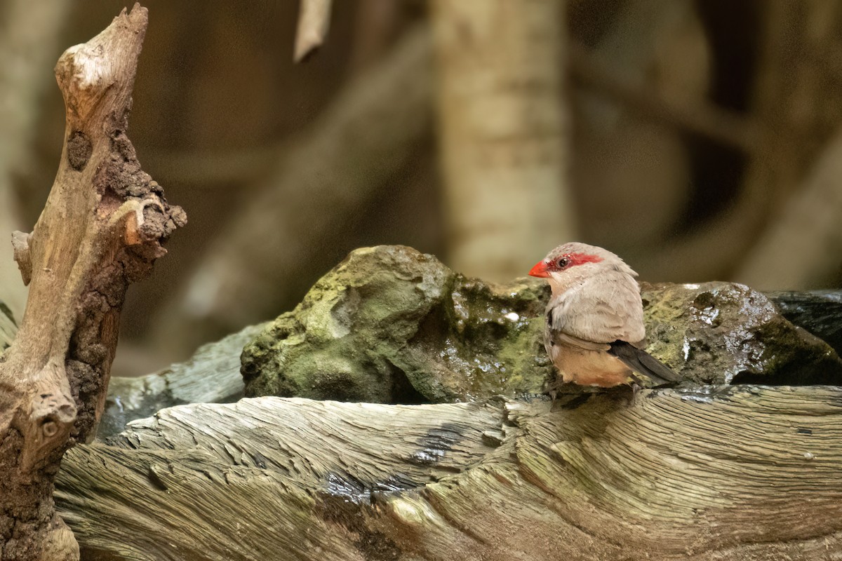 Black-rumped Waxbill - ML646695157
