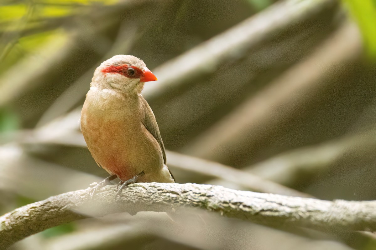 Black-rumped Waxbill - ML646695159