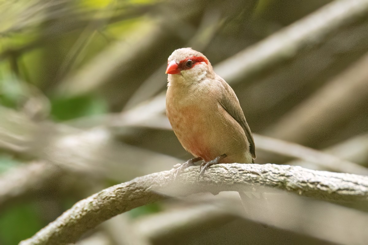 Black-rumped Waxbill - ML646695160