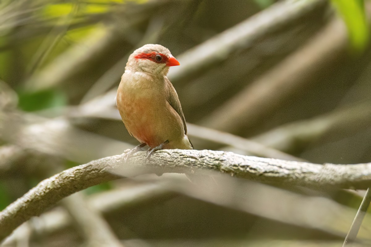 Black-rumped Waxbill - ML646695161