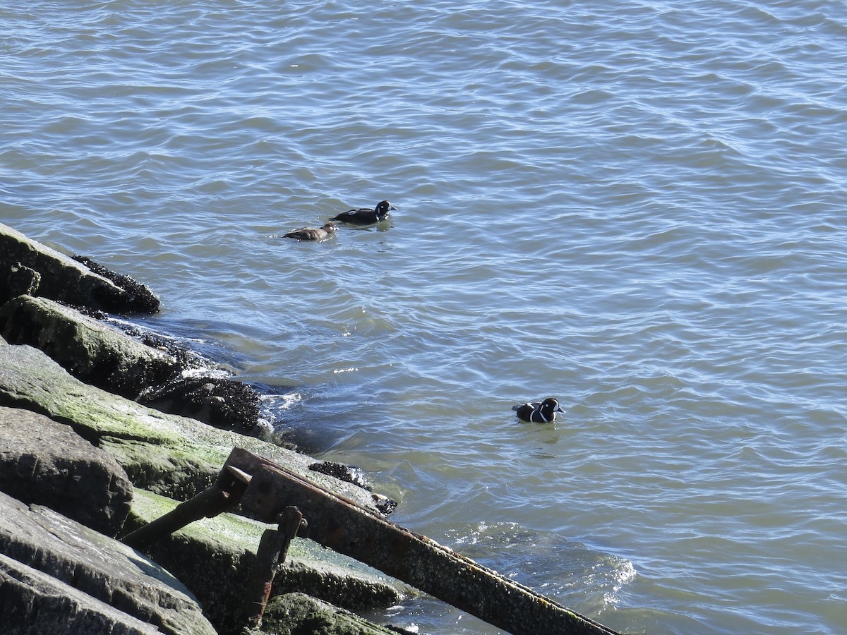 Harlequin Duck - ML646695162