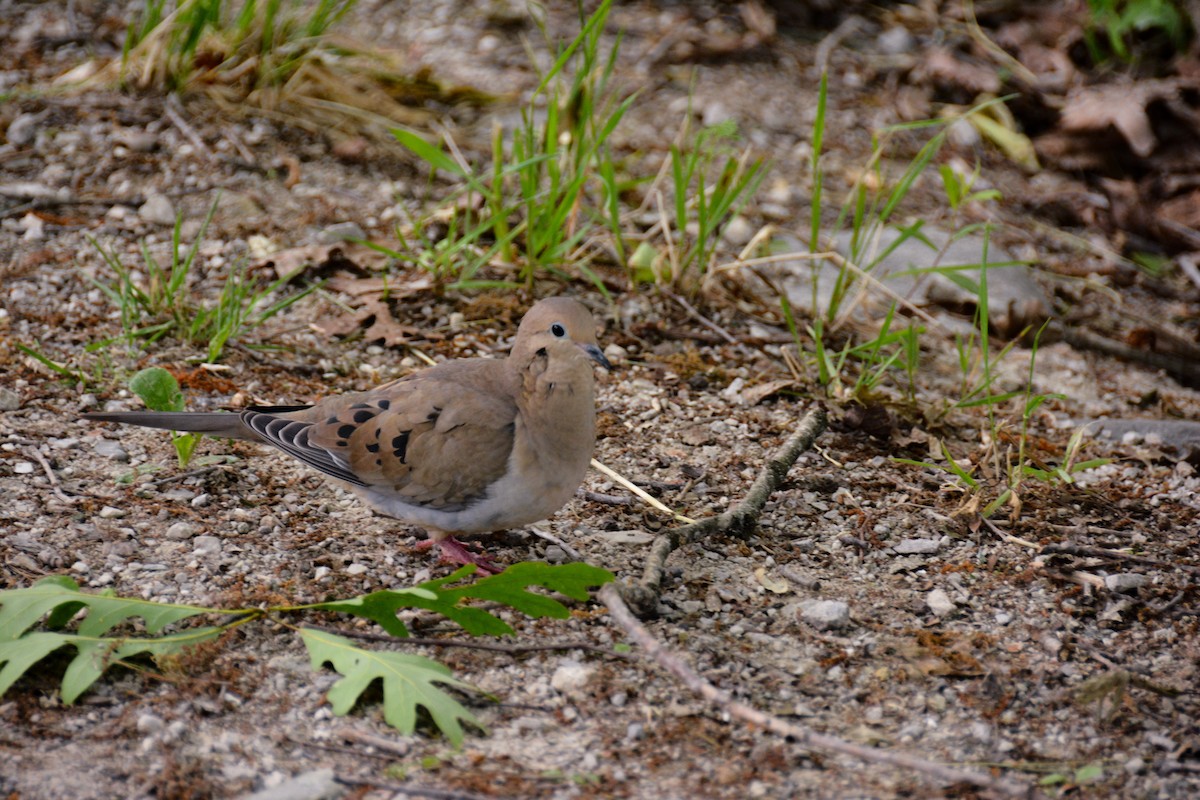 Mourning Dove - ML646695165