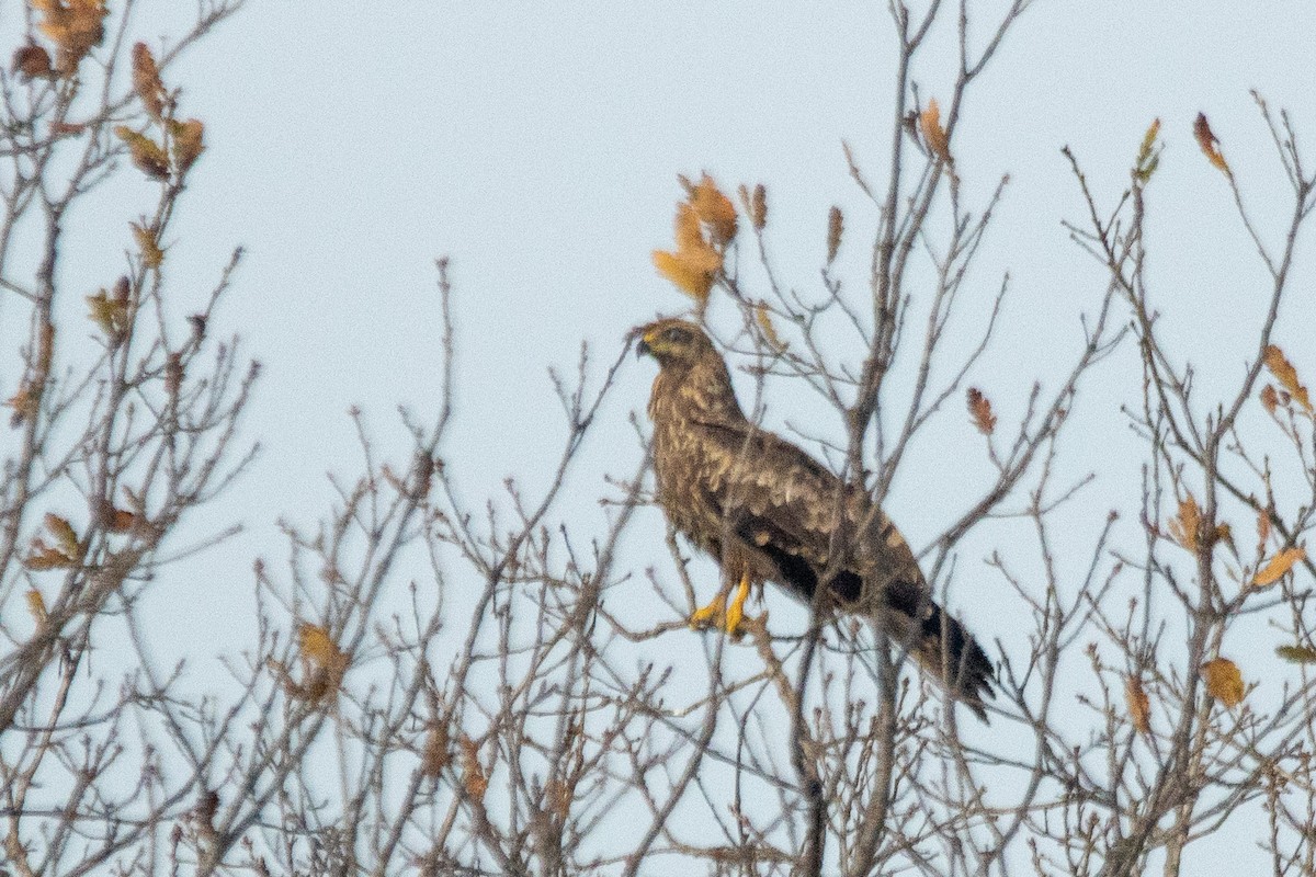 káně bělochvostá - ML646695166