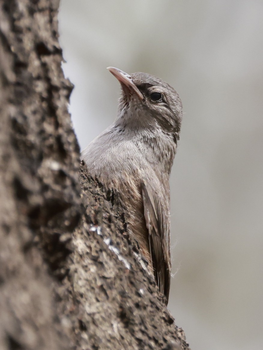 Échelet brun - ML646695167
