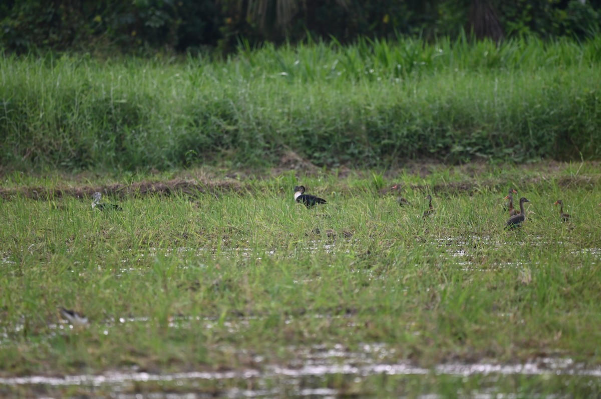 Comb Duck - ML646695168