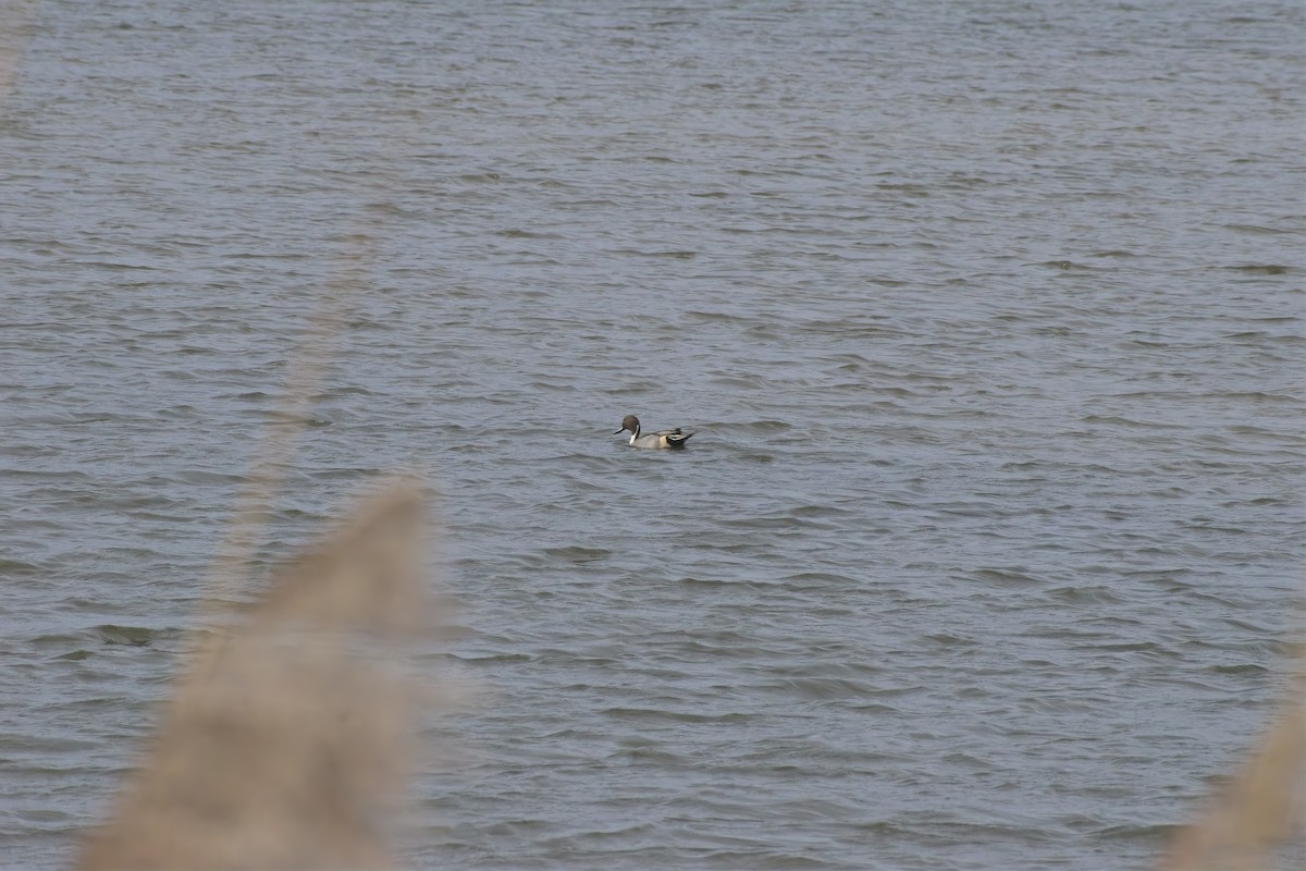 Шовтгор алаг нугас - ML646695171