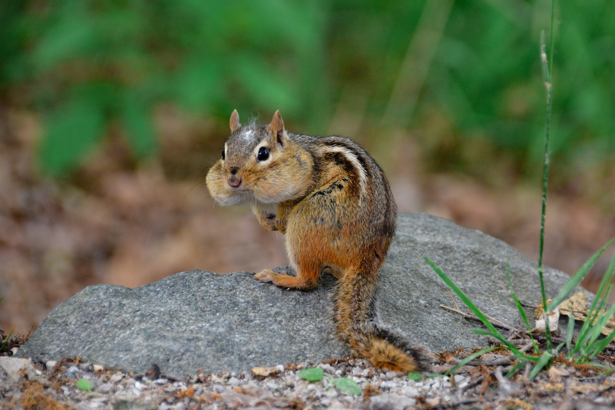 Eastern Chipmunk - ML646695172
