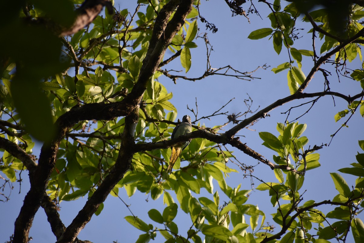 Malabar Parakeet - ML646695175