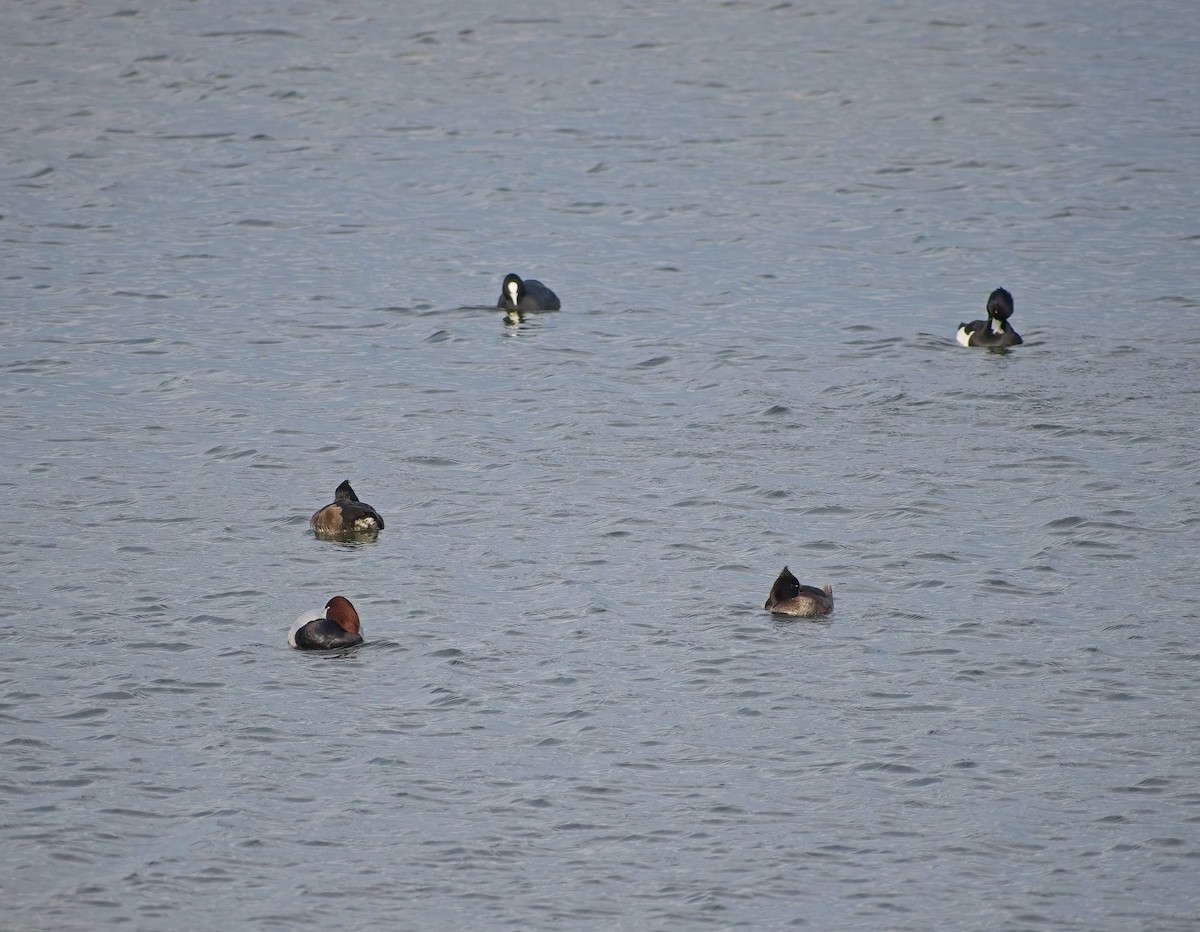 Улаан хүзүүт шумбуур - ML646695176