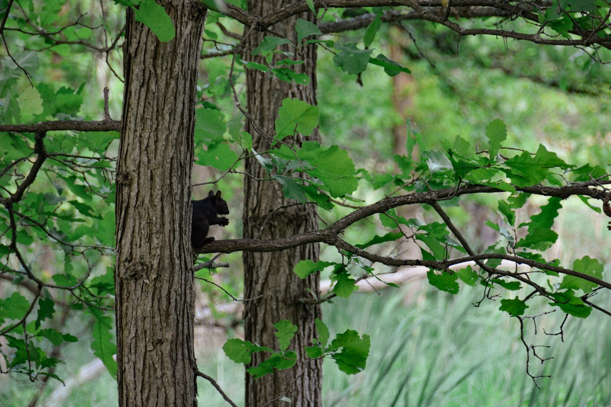Eastern Gray Squirrel - ML646695180