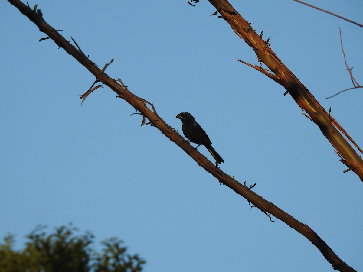 Ultramarine Grosbeak - ML646695181