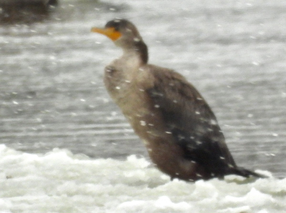 Cormorán Orejudo - ML646695184