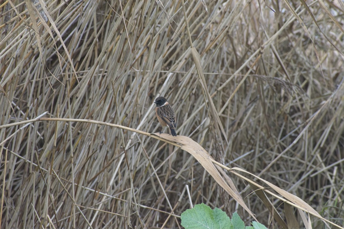 European Stonechat - ML646695187