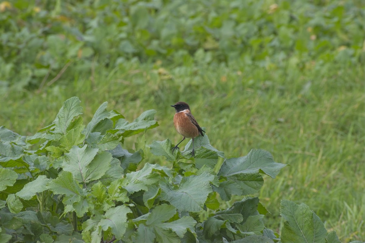 European Stonechat - ML646695188