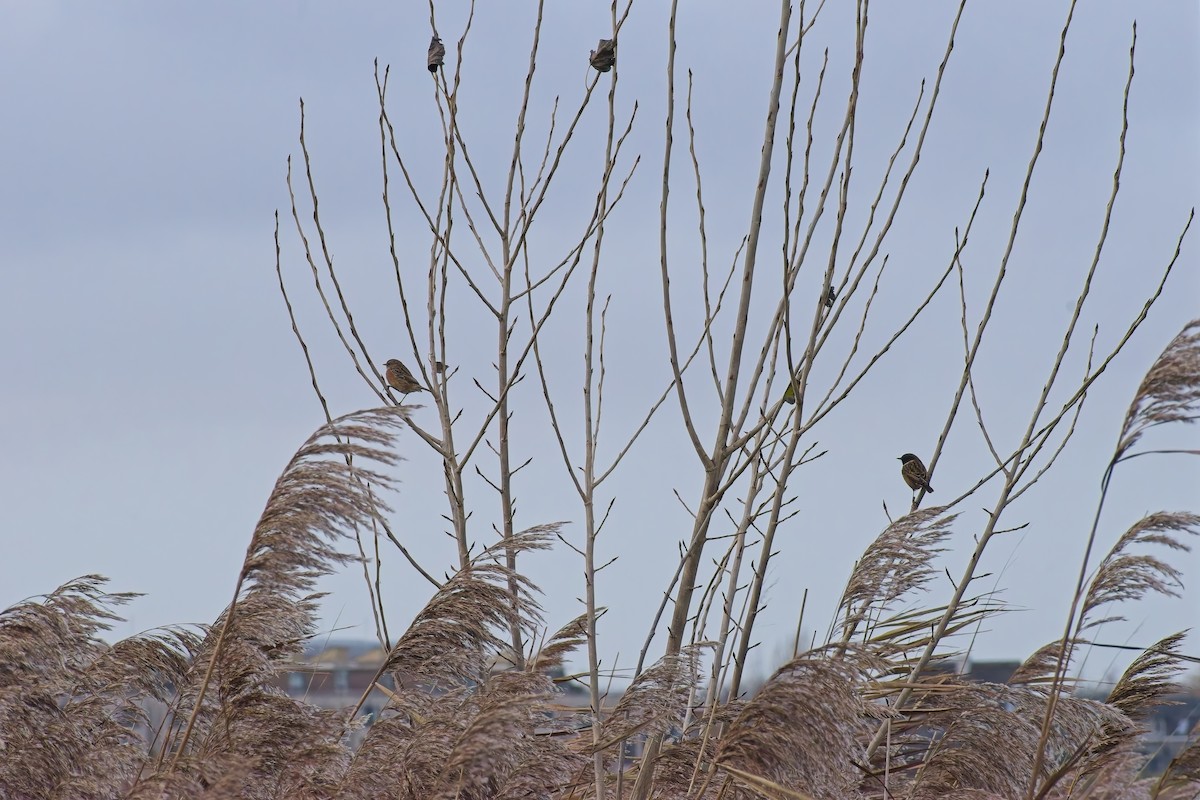 European Stonechat - ML646695189