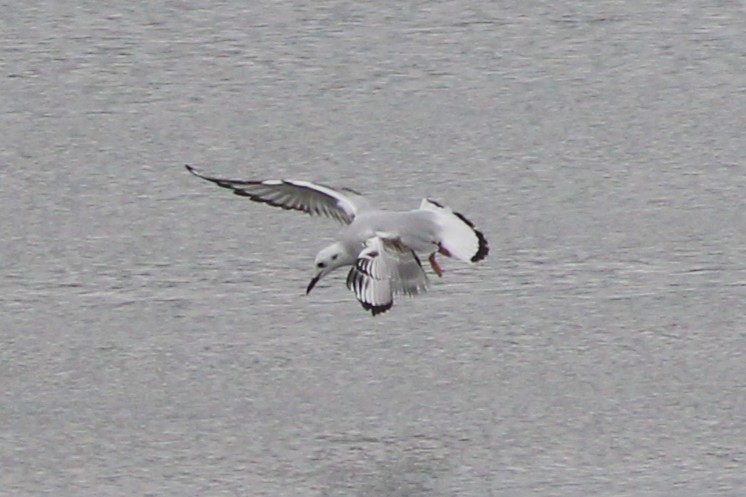 Gabbiano di Bonaparte - ML646695190