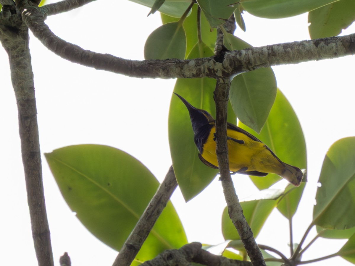 Sahul Sunbird - ML646695191