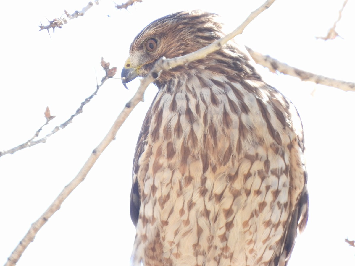 káně páskovaná - ML646695192