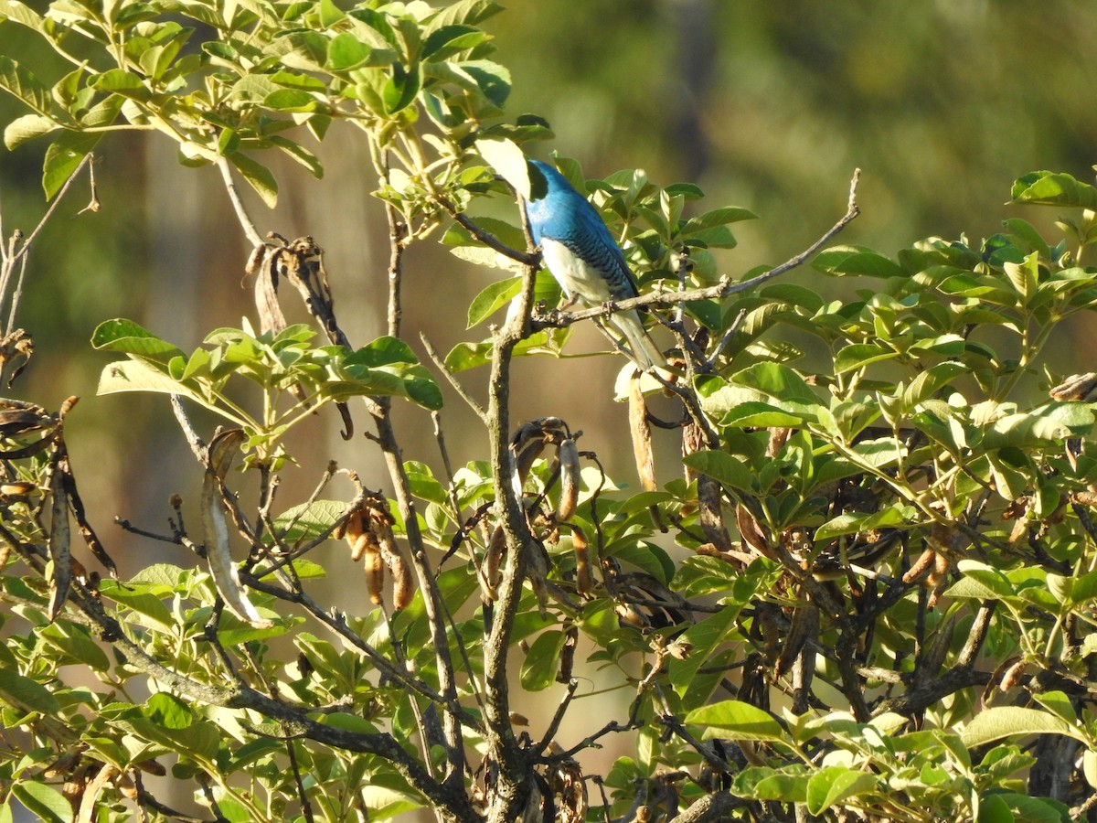 Swallow Tanager - ML646695193