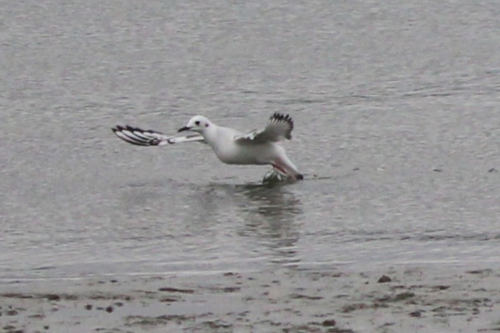 Gabbiano di Bonaparte - ML646695194