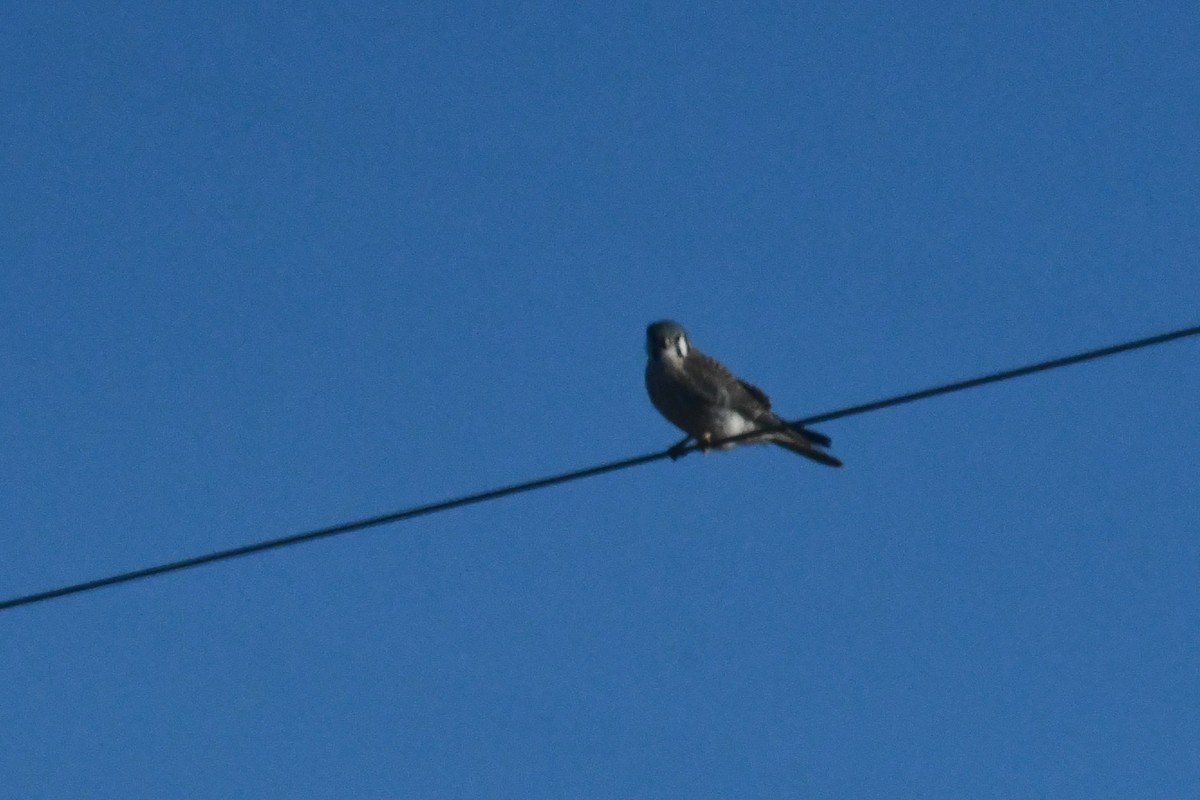 American Kestrel - ML646695195