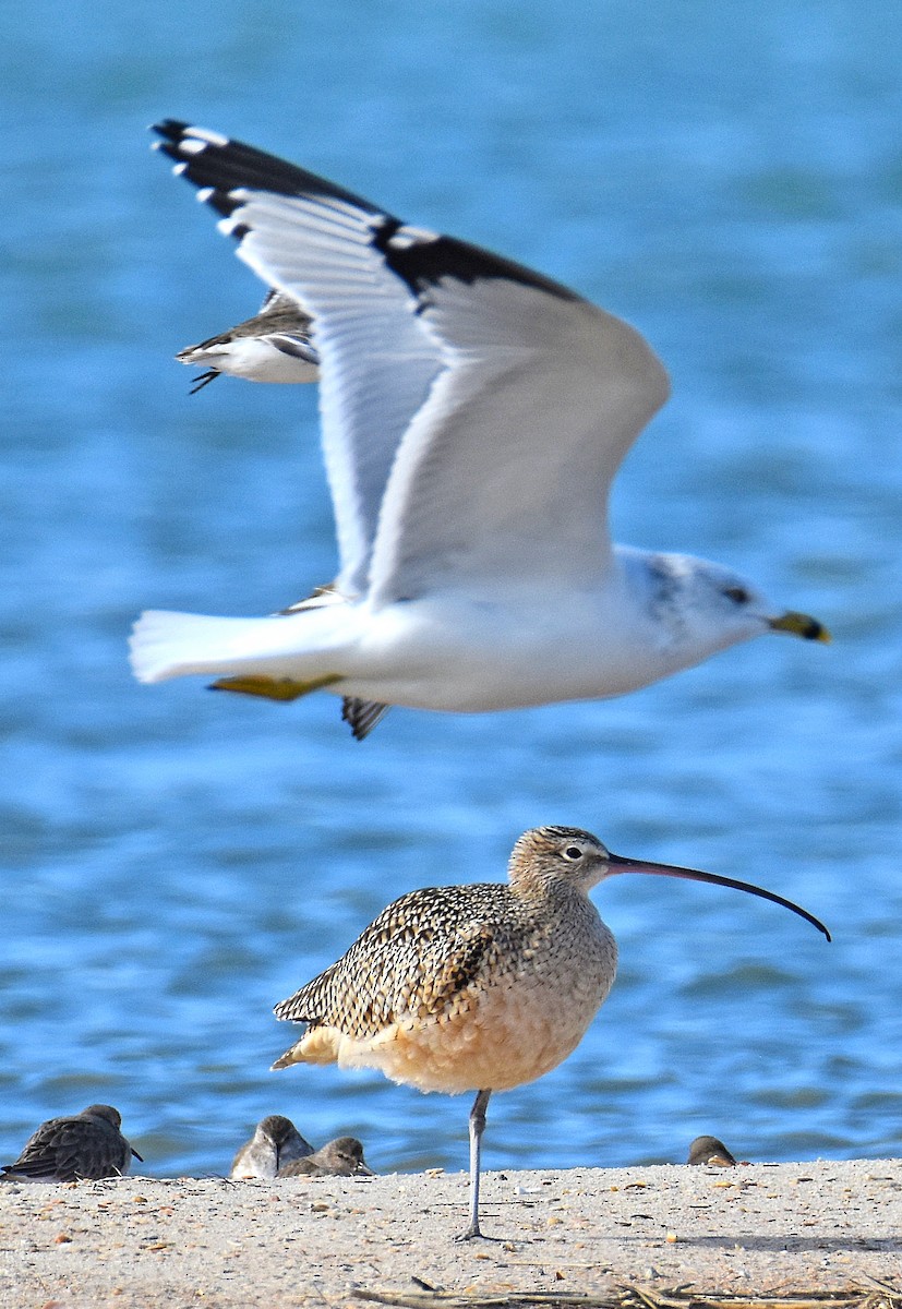 Американский кроншнеп - ML646695196