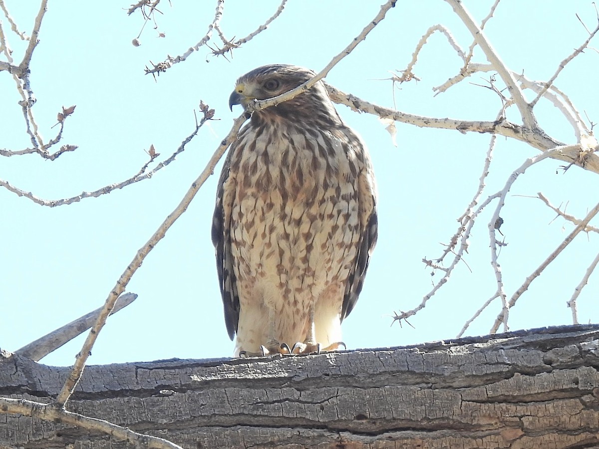 káně páskovaná - ML646695197