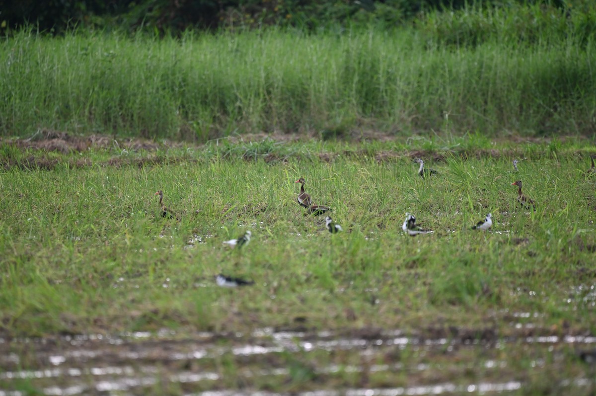 Black-bellied Whistling-Duck - ML646695202
