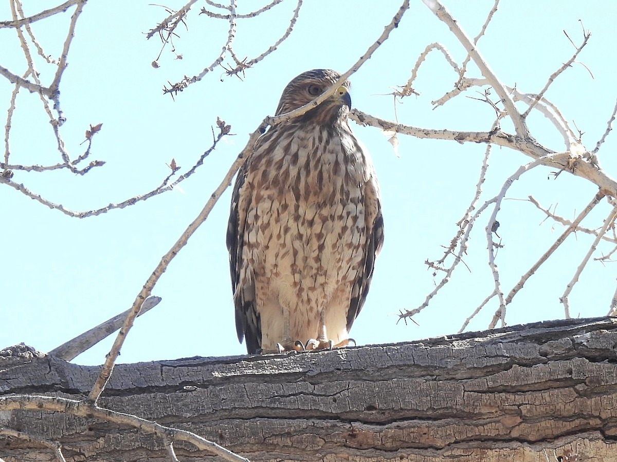 káně páskovaná - ML646695204