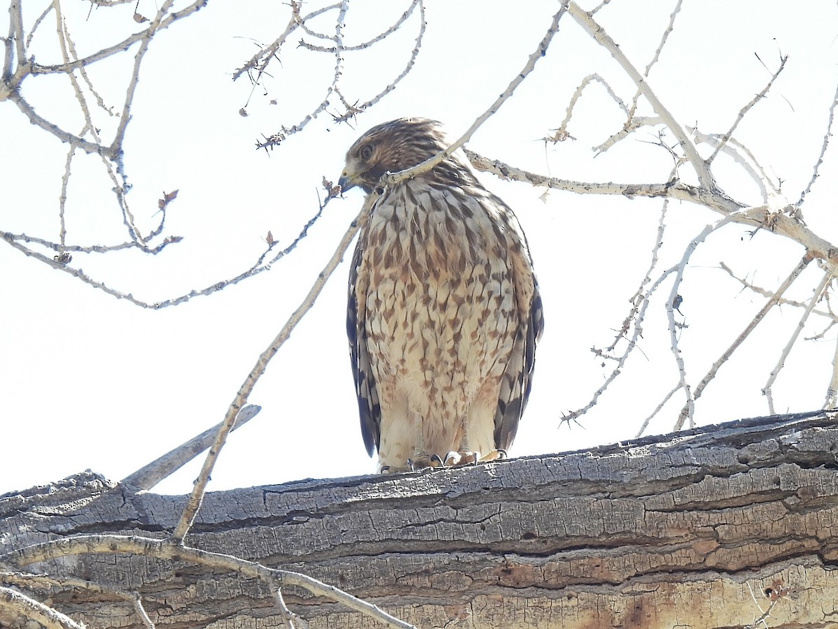 káně páskovaná - ML646695205