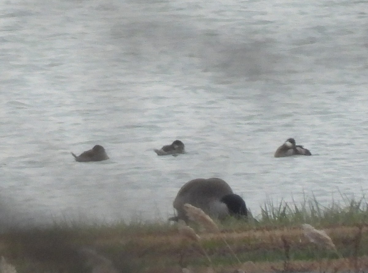 Ruddy Duck - ML646695207