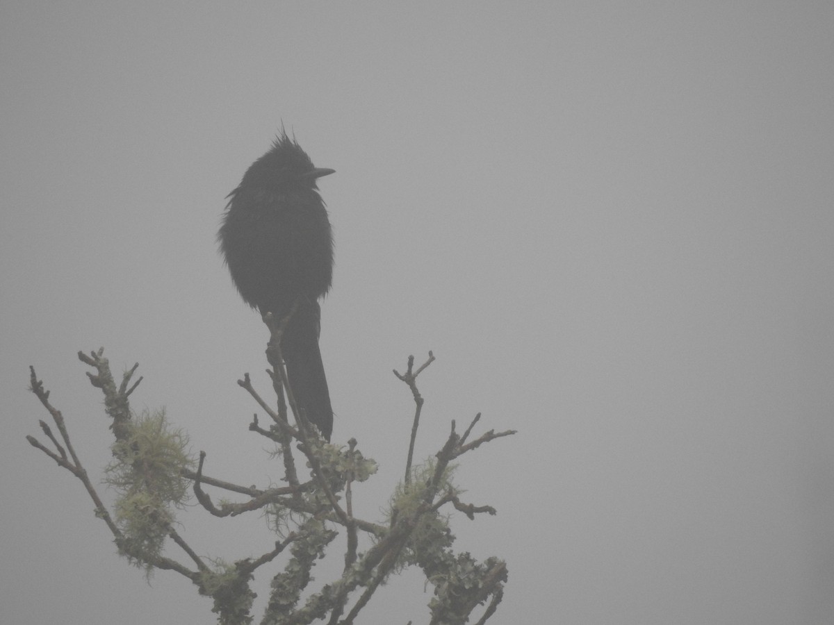 Crested Black-Tyrant - ML646695215