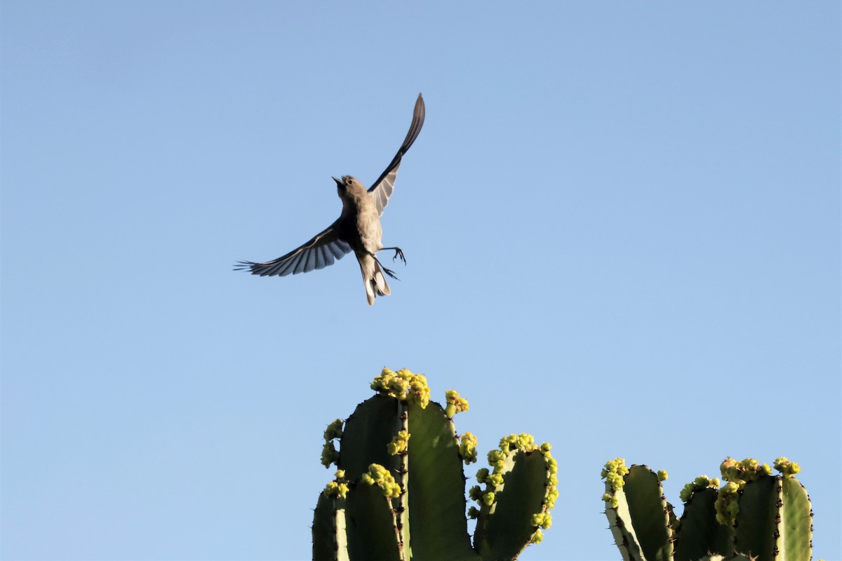 Yellow-rumped Warbler (Audubon's) - ML646695216
