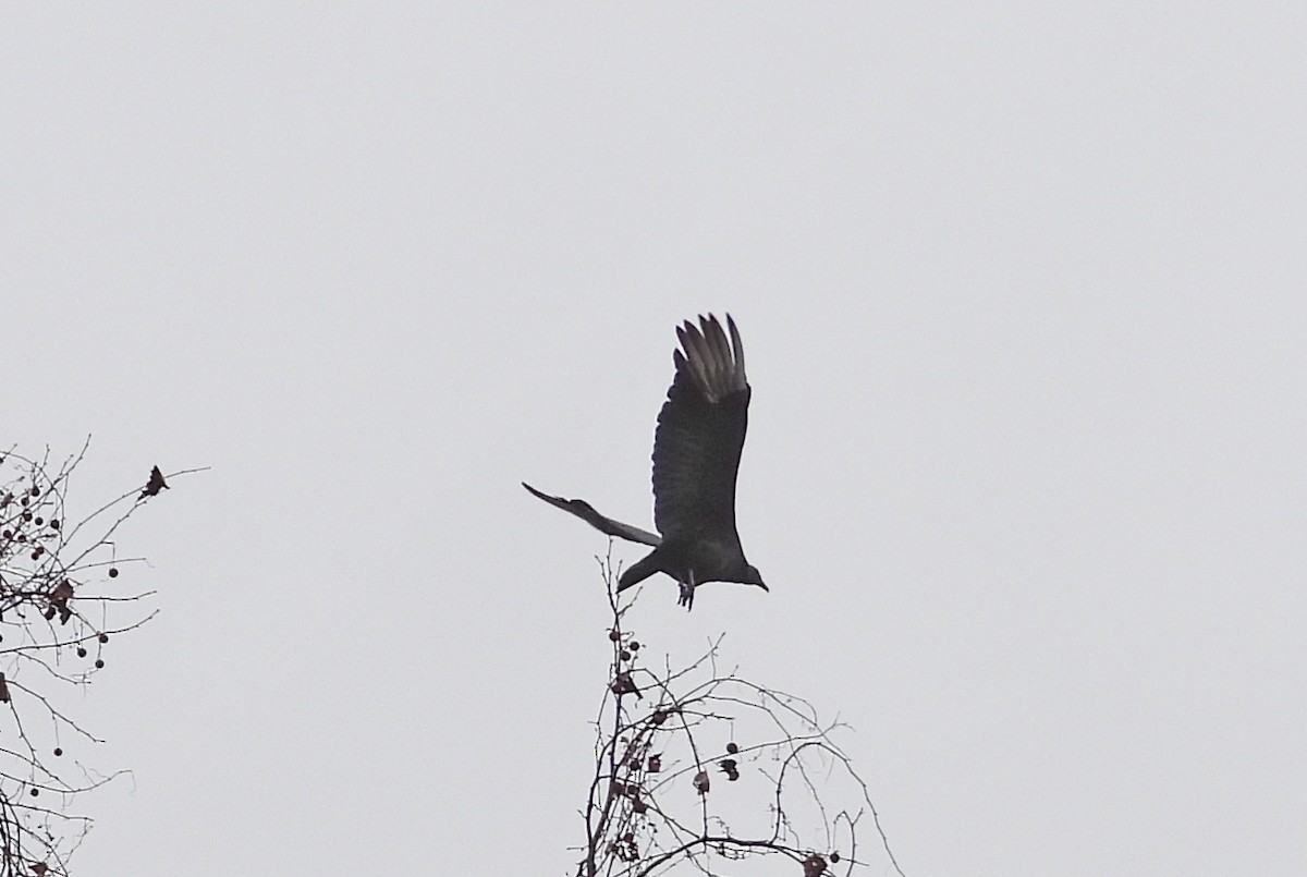 Rabengeier - ML646695217